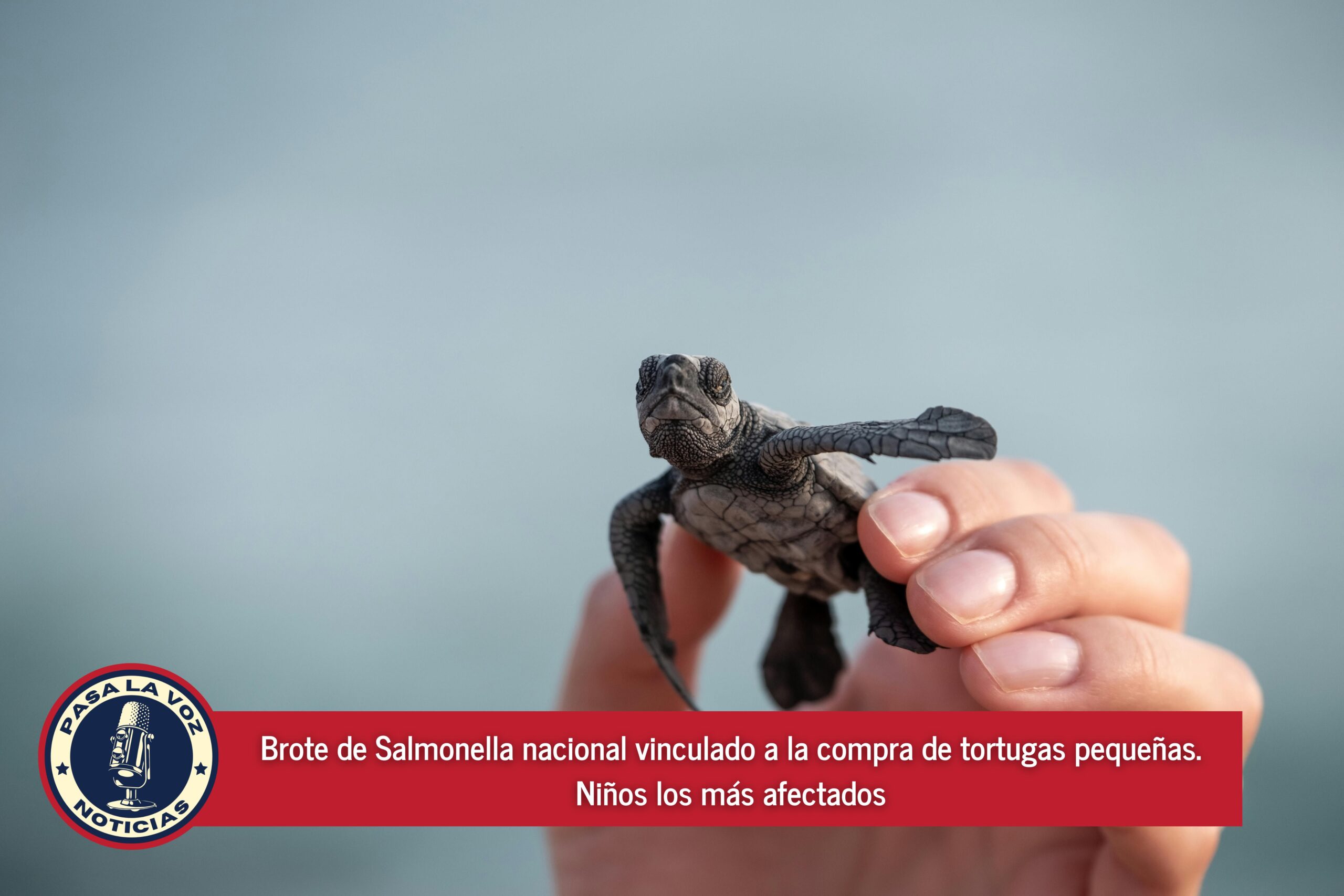 Brote de Salmonella nacional vinculado a la compra de tortugas pequeñas. Niños los más afectados