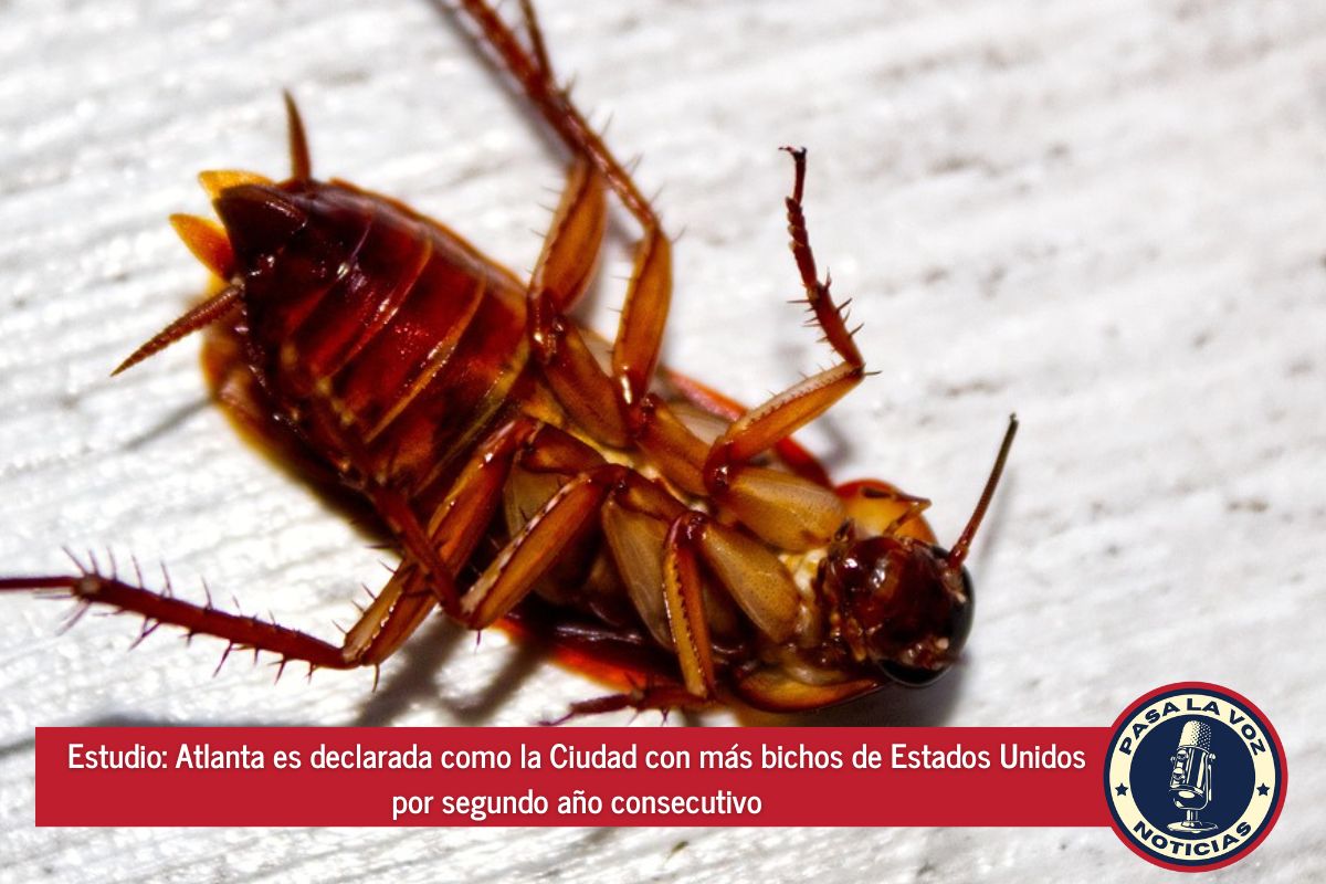 Estudio Atlanta es declarada como la Ciudad con más bichos de #usa por segundo año consecutivo