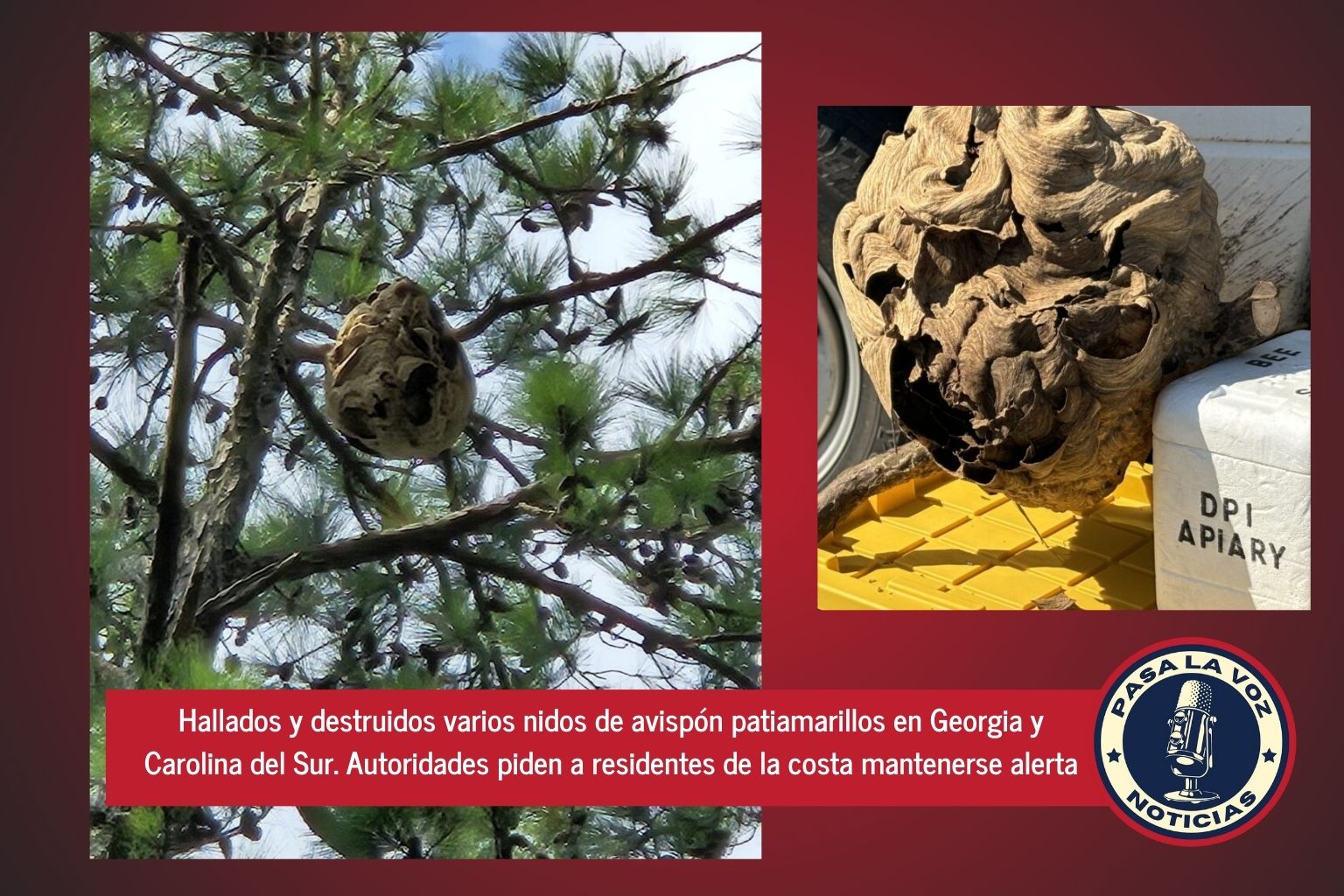 Hallados y destruidos varios nidos de avispón patiamarillos en Georgia y Carolina del Sur. Autoridades piden a residentes de la costa mantenerse alerta