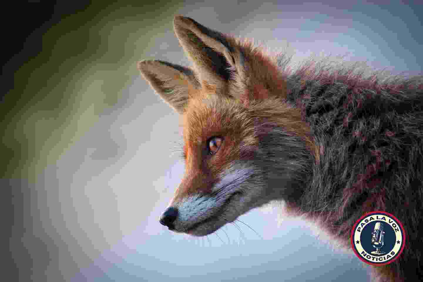 Zorros con rabia detectados en Gainesville. Autoridades piden a los residentes precaución