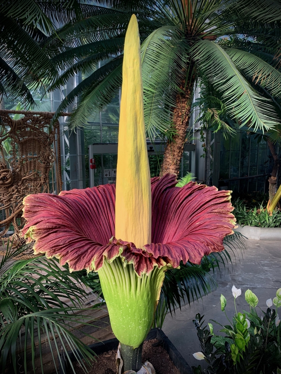 Pasa un Día del Trabajo distinto conociendo la rara flor de cadáver africana en el Jardín Botánico de Atlanta