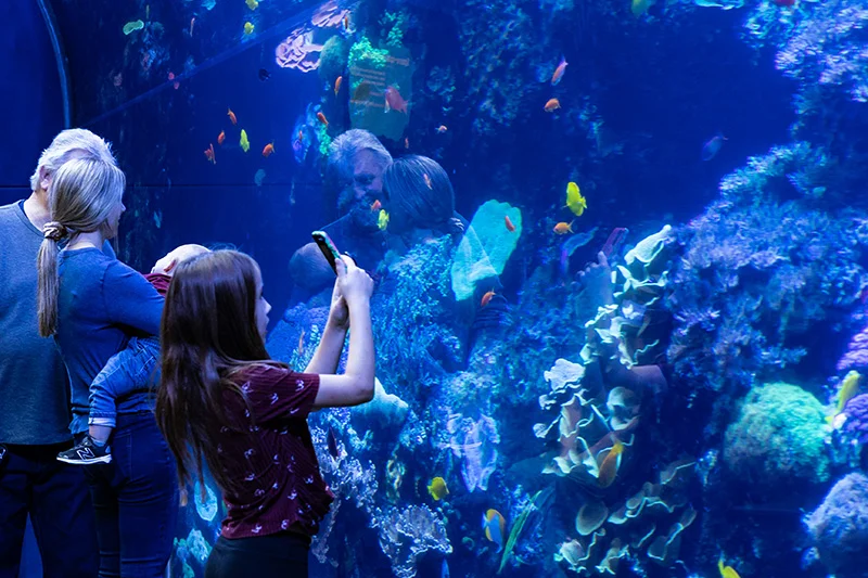 ¿Busca cosas que hacer con niños en Atlanta? El Acuario ofrece entrada GRATUITA solamente por este mes. Aquí las condiciones