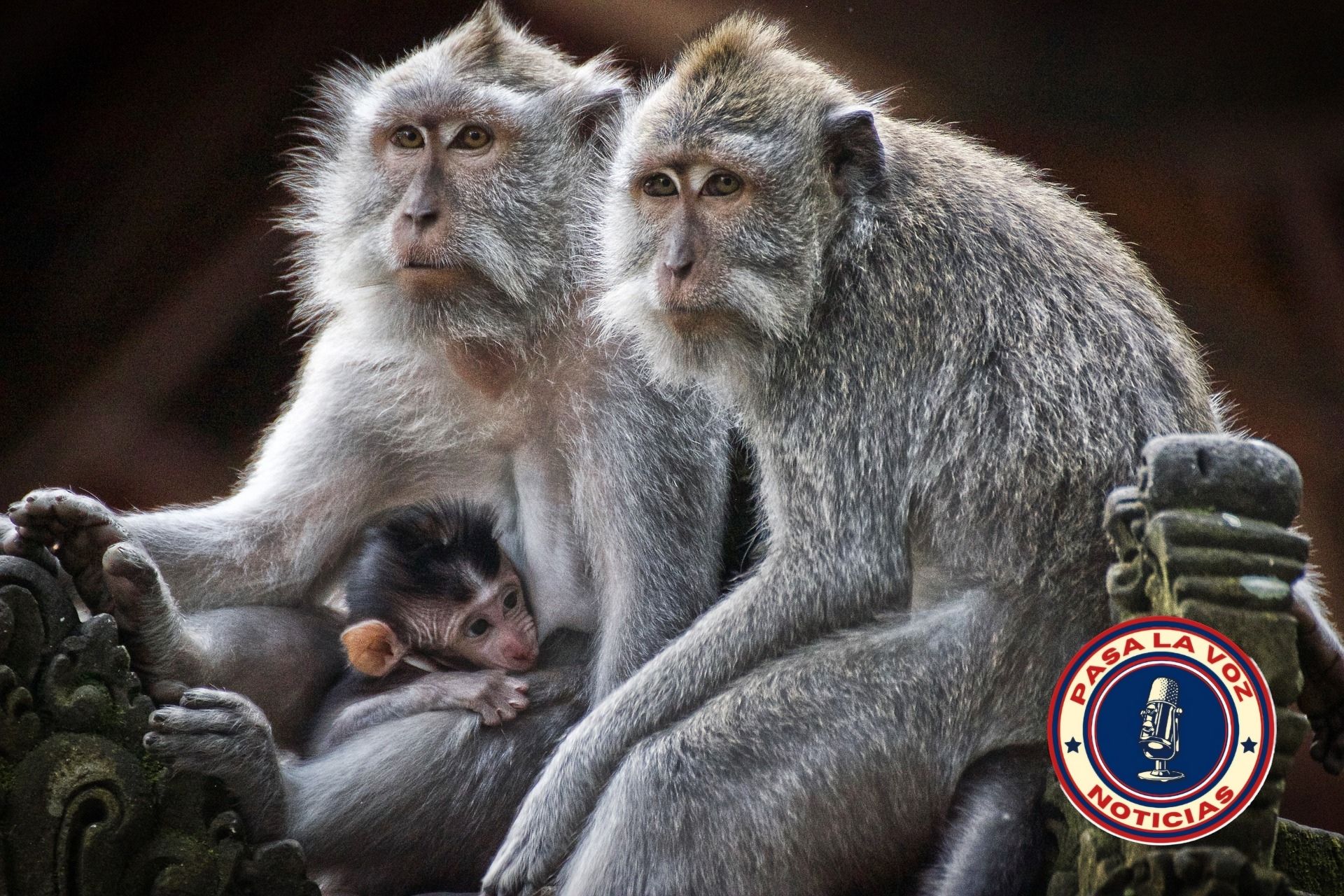 YPD: Número de primates recuperados asciende a 30
