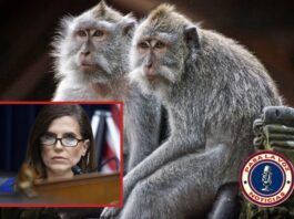 Escape de Primates de Yemassee: Continúan las recapturas. Congresista Nancy Mace inicia investigaciones a las agencias federales ligadas a la empresa