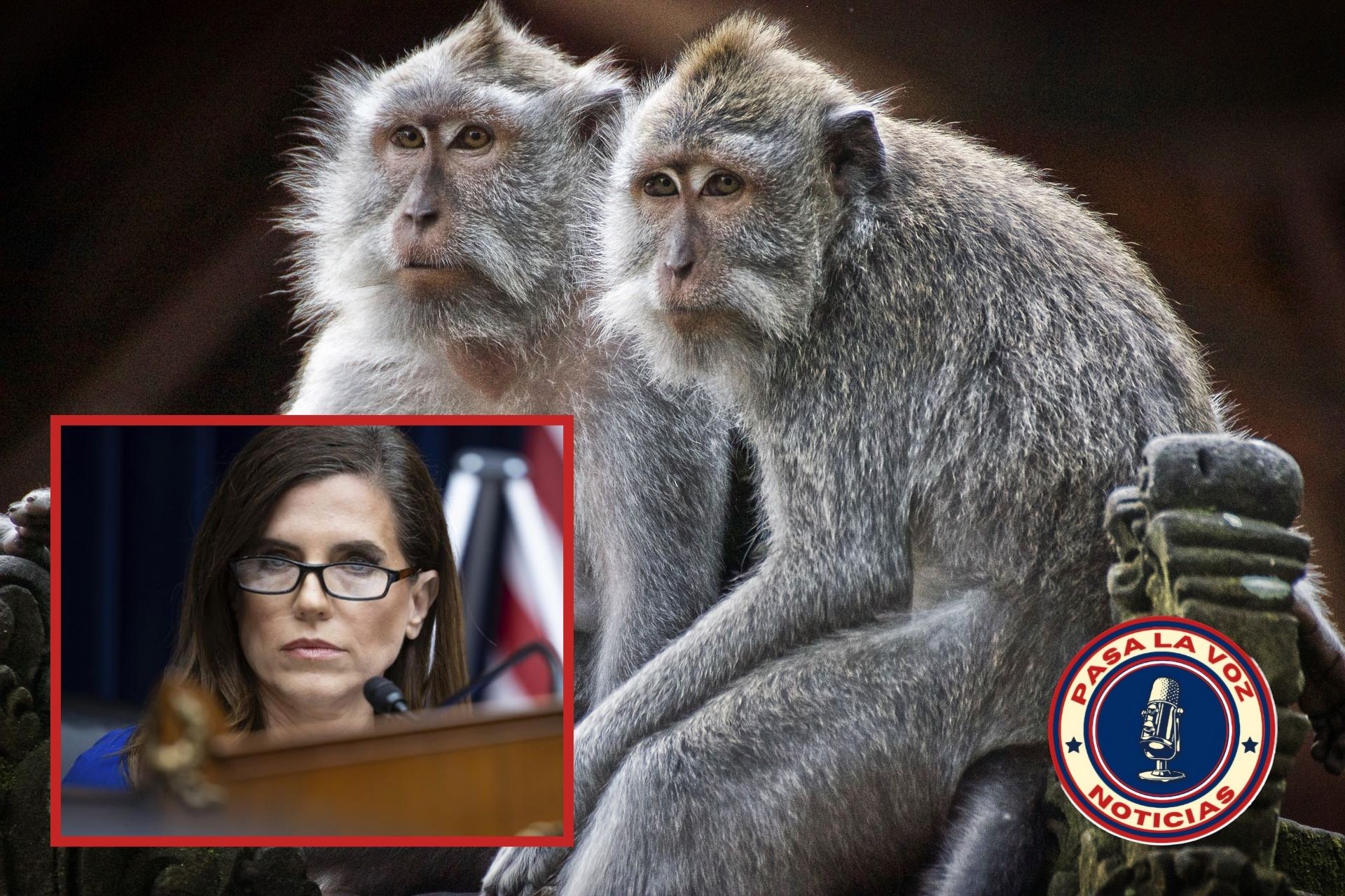 Escape de Primates de Yemassee: Continúan las recapturas. Congresista Nancy Mace inicia investigaciones a las agencias federales ligadas a la empresa