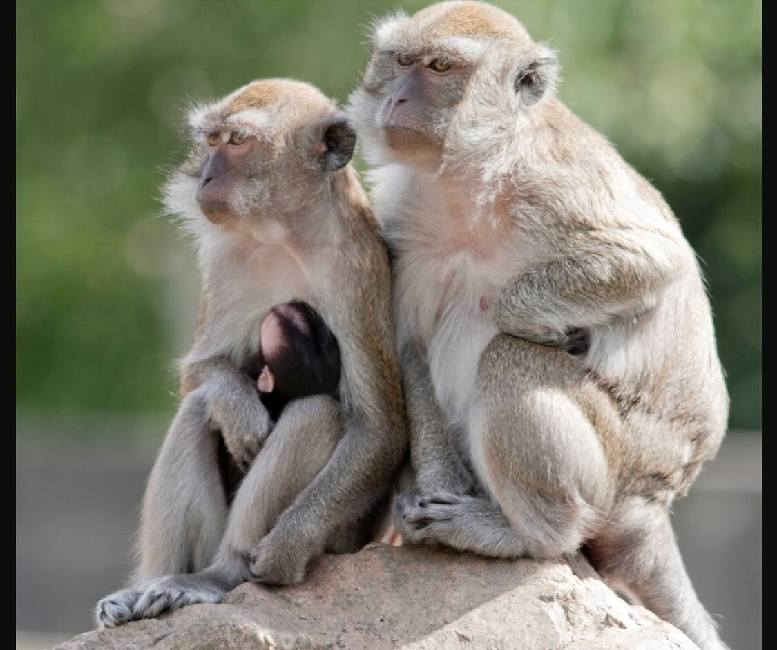 Han sido recuperados más de la mitad de los 43 primates fugados de las instalaciones de Yemassee
