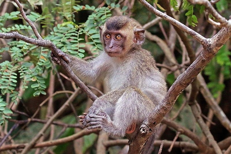 USDA abre investigación a Alpha Génesis luego que 18 primates murieran por negligencia. PETA pide a las autoridades remover el financiamiento federal