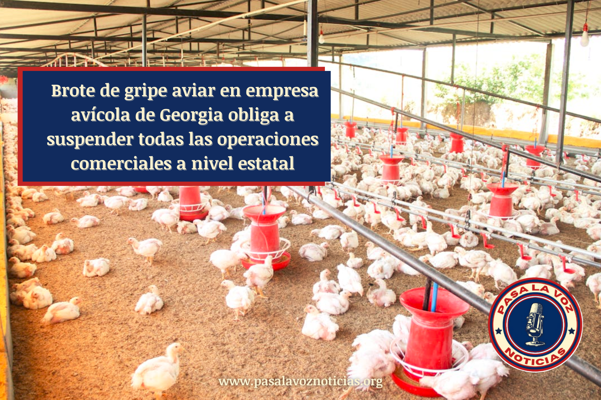 Brote de gripe aviar en empresa avícola de Georgia obliga a suspender todas las operaciones comerciales a nivel estatal