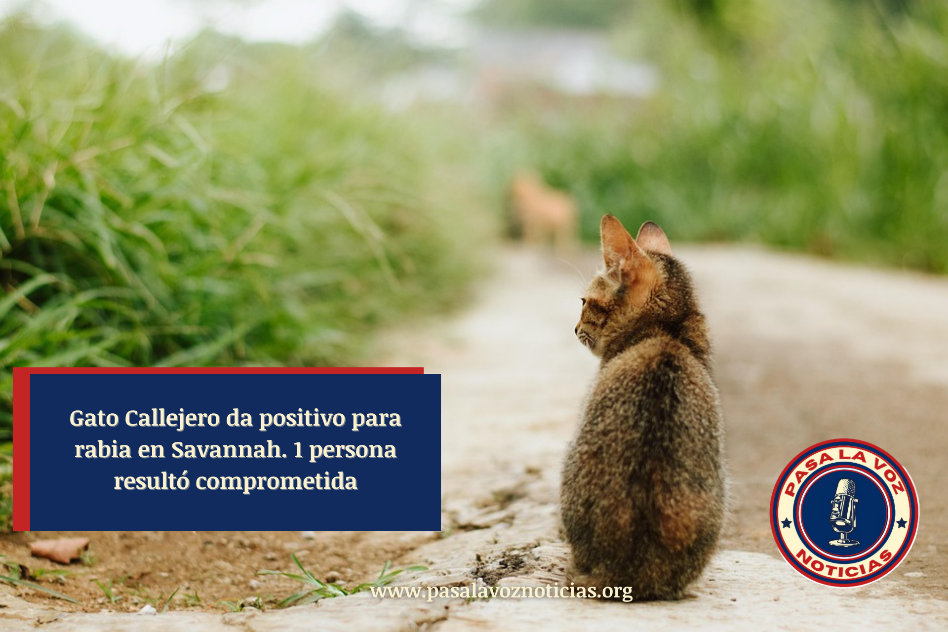 Gato Callejero da positivo para rabia en Savannah. 1 persona resultó comprometida