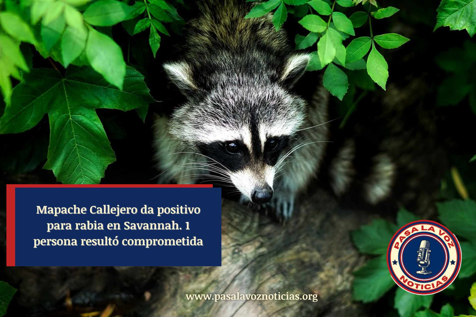 mapache da positivo para rabia en Savannah