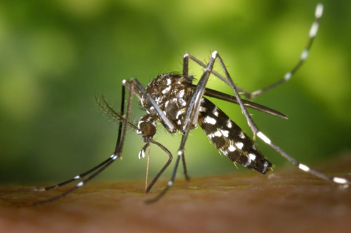 Chatham County Mosquito Control: Población de mosquitos aumentan en el área. Se esperan fumigaciones preventivas