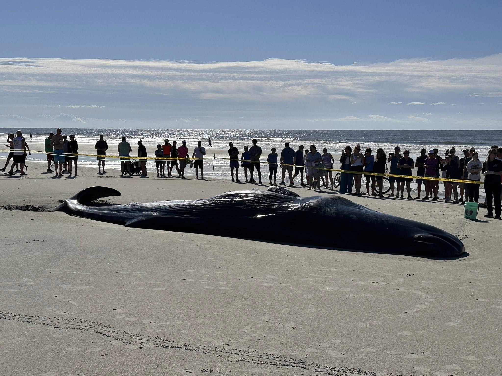sperm whale cachalote hilton head island