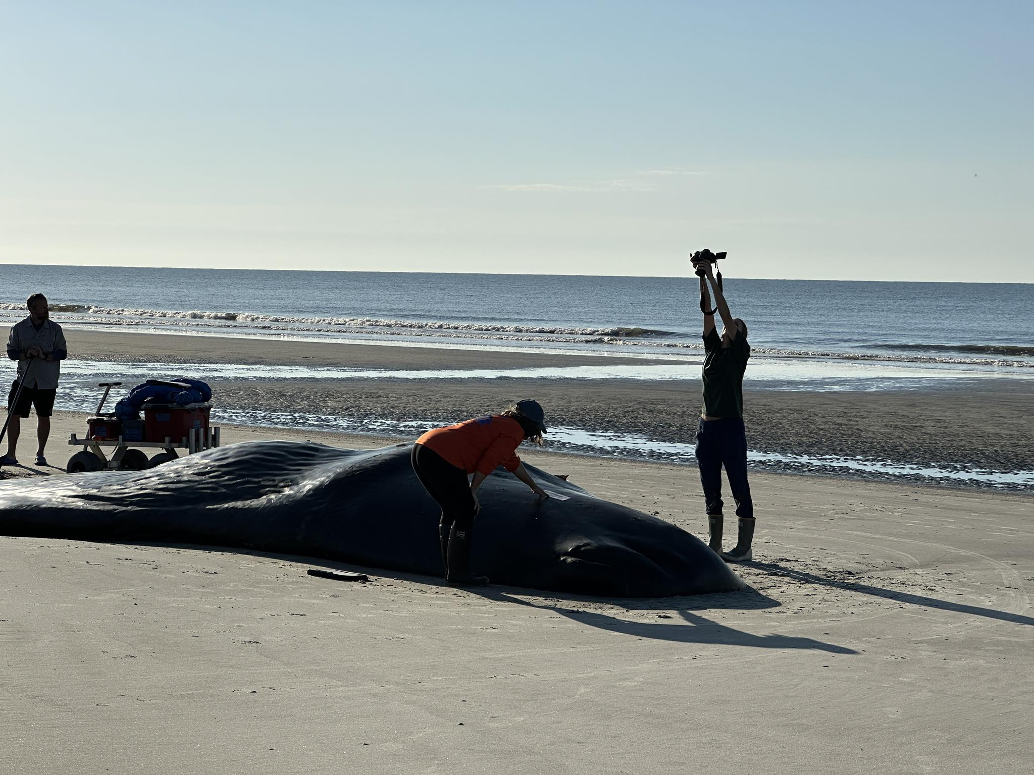 Joven cachalote encallado en Hilton Head es sometido a eutanasia