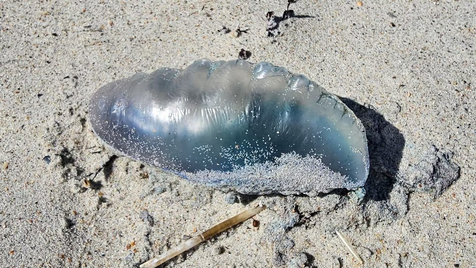 carabelas portuguesas portuguese man o war tybee island